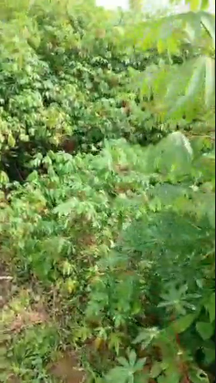 Secure & Gated: Premium Full Plot for Sale in Selewu, Igbogbo, Lagos — Selewu , igbogbo ikorodu, Lagos